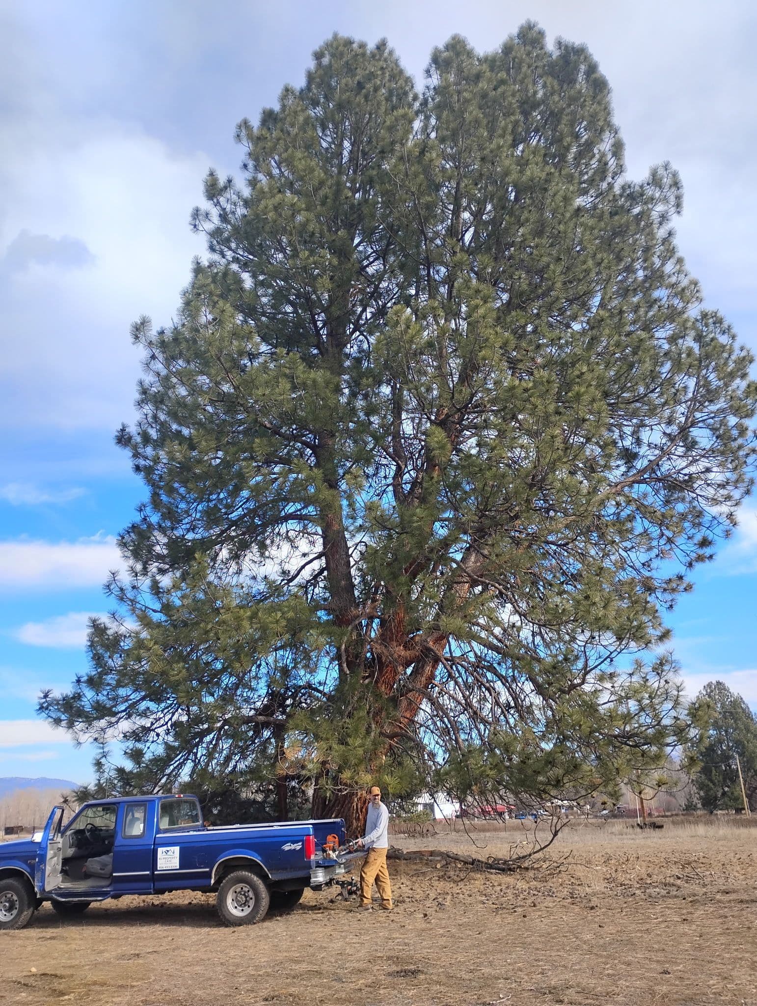 Mountain Pine Beetle in Montana: Identification, Prevention, and Treatment