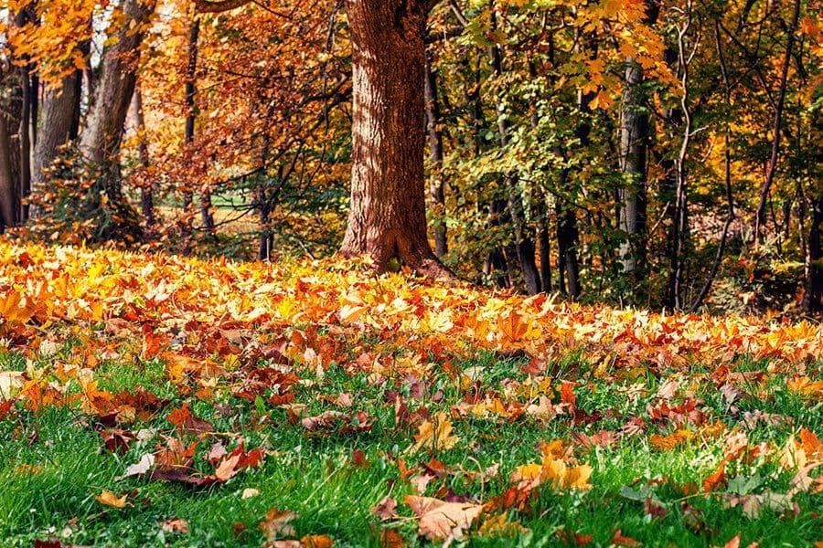 Leaf & Yard Debris Removal