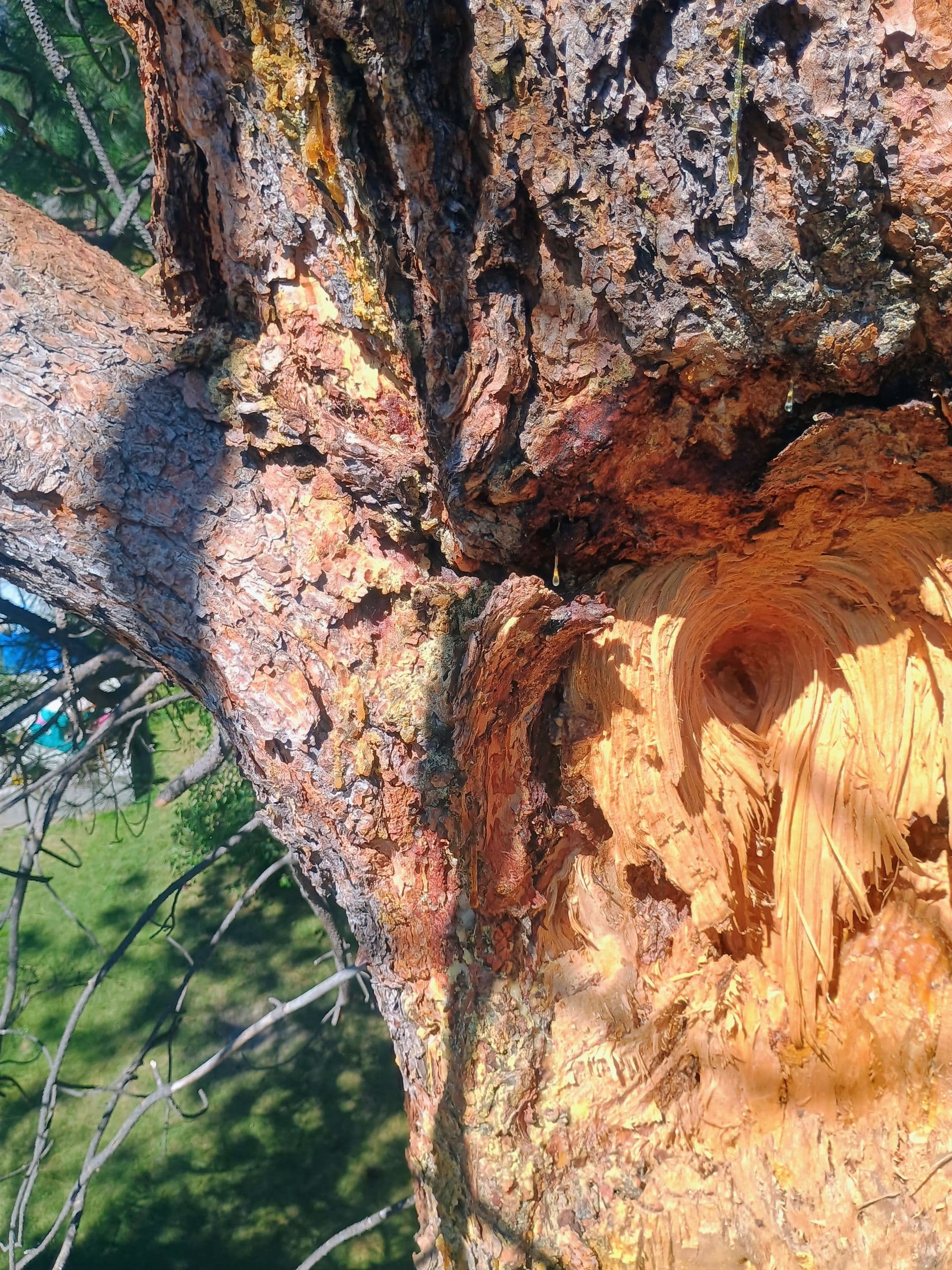 Tree Permits and the Public Right-of-Way in Missoula